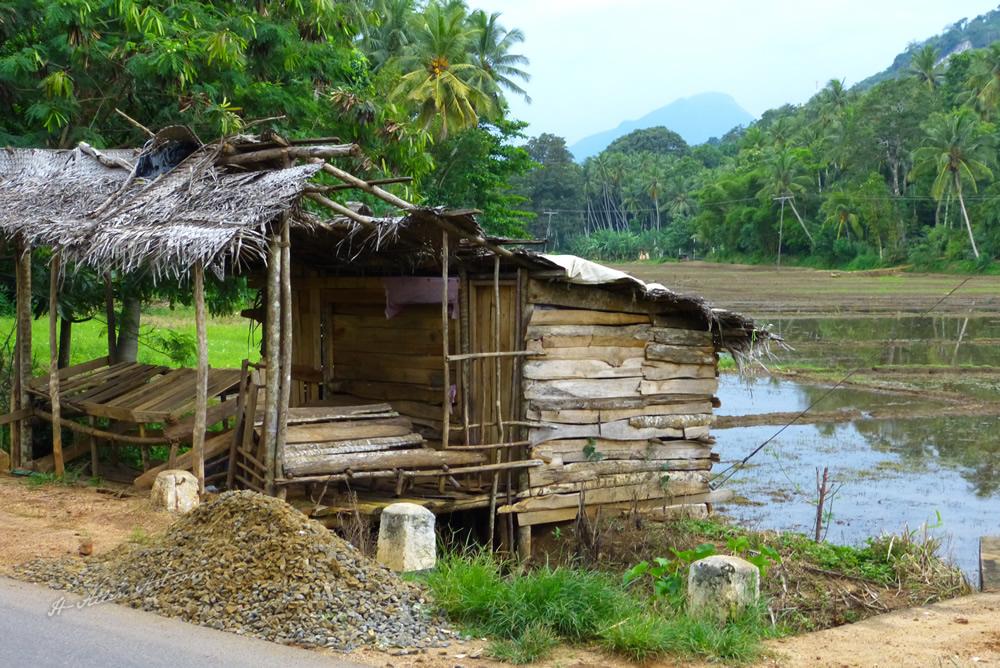 Rice Paddy Shack, Kandy, Sri Lanka Rice Paddy Shack, Kandy, Sri Lanka